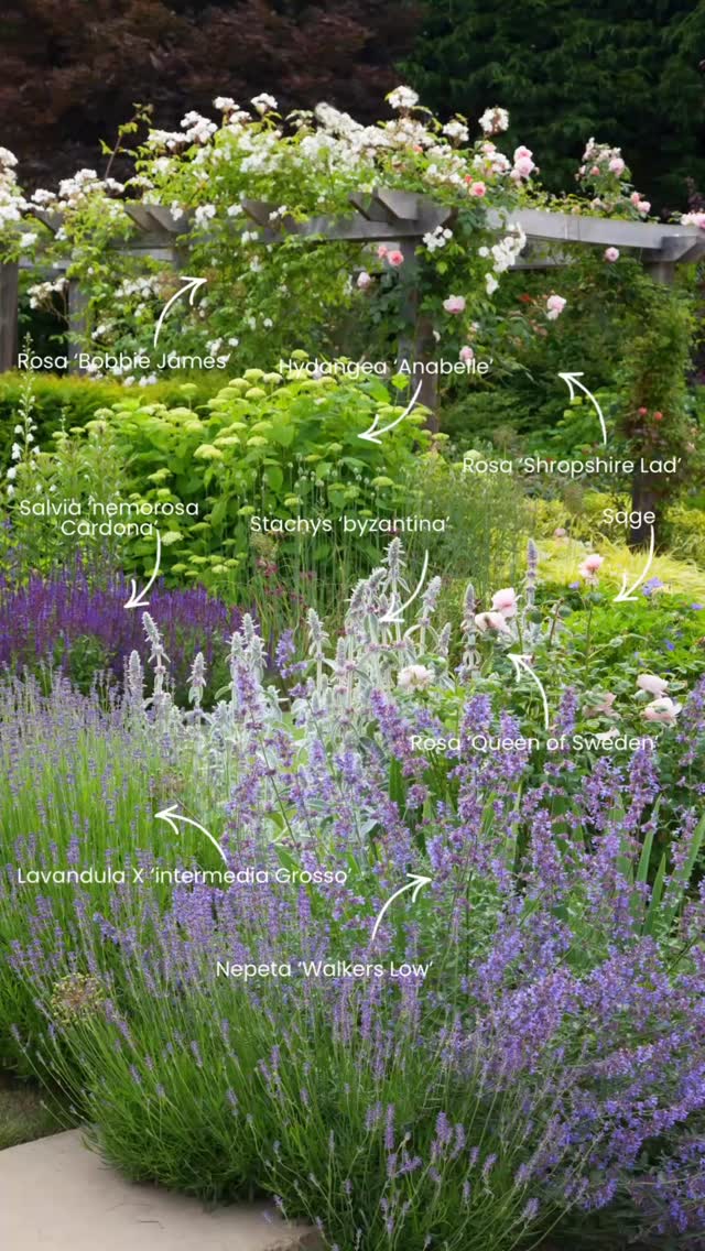 Companion planting that works as hard as it looks beautiful.
‘A Shropshire Lad’ and ‘Bobbie James’ climbing through the pergola, with ‘Queen of Sweden’ below — all supported by a carefully considered underplanting of lavender, nepeta, sage, stachys and salvia.
Companion planting under roses does far more than fill space. It creates a natural ecosystem — helping to deter pests like aphids through scent, attracting beneficial insects such as ladybirds, and reducing disease spread. It also acts as a living mulch, retaining moisture, suppressing weeds and softening bare stems.
The result? Healthier roses, richer biodiversity, and a garden that looks good for far longer.
Good rose planting is never just about roses.
More planting breakdowns from our projects to come!
⸻
ABOUT: Joe Perkins Design is a multi-award-winning landscape design consultancy, creating innovative outdoor spaces that celebrate the environment, wildlife, and biodiversity. Working across the UK and internationally, we partner with clients who share our passion for sustainable and visionary design. Discover more about our work at: www.joeperkinsdesign.com