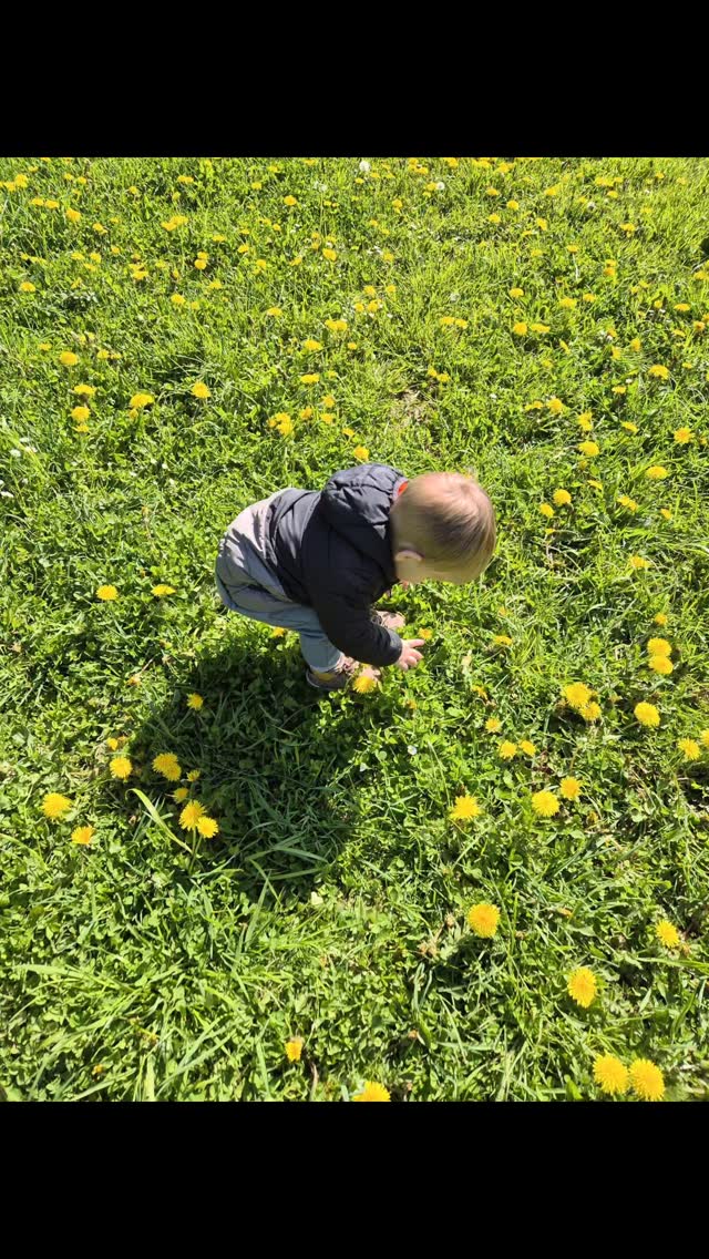 Vanmorgen genoten we van de ☀️ tijdens een mooie lentewandeling. Onderweg kwamen we een heel veld met paardebloemen tegen. We hielden even pauze om wat bloemetjes te plukken voor de juf die niet mee ging.
Ook leerden we dat ze zon onze schaduw maakt en dat we dus eigenlijk onszelf op de grond zagen. Dat was best een beetje gek🤭
#wandelen #leren #ontdekken #kleinschaligekinderopvang