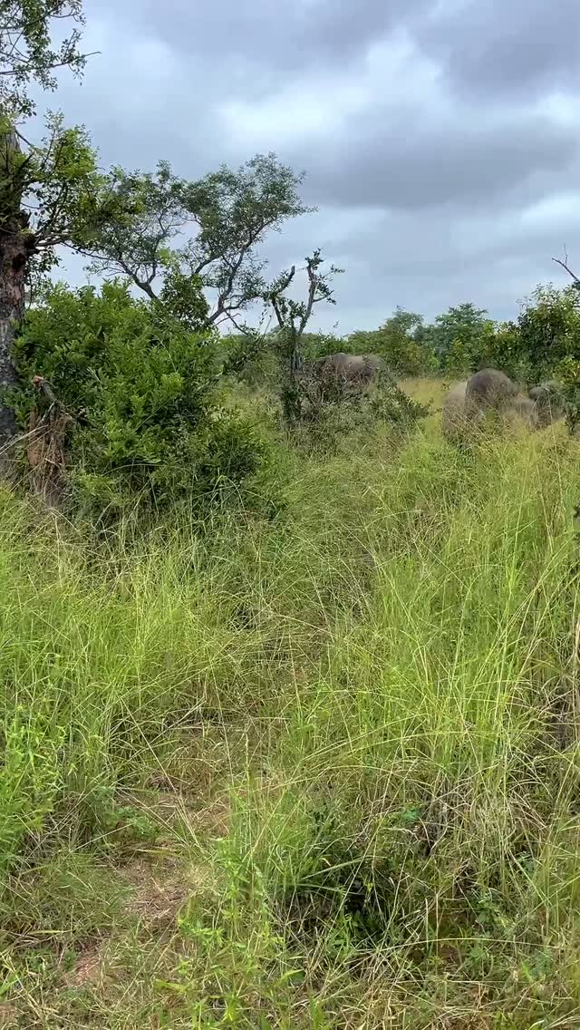 Someone definitely woke up on the wrong side of the marula tree....
This young elephant really wanted us to know she’s the boss today, and we weren’t about to argue.
There’s nothing quite like a tiny elephant trying to act tough to make your morning drive.
Drop a 🐘if you’ve ever had a standoff with a tiny elephant.
#safari #africansafari #wildlifeofsa #wildlifesafari #wildlifeofinstagram
krugernationalpark thornybushgamereserve luxurysafari luxurysafarilodge travelsouthafrica southafricasafari big5 conservation thisissouthafrica soulful_moments wildlife