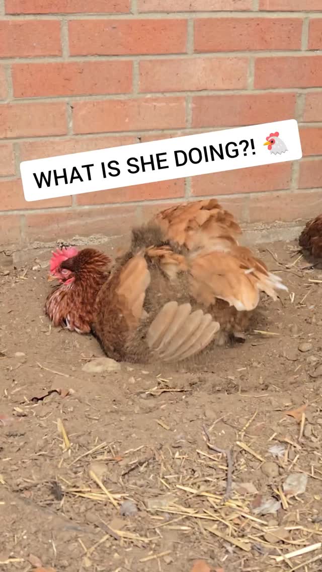 It looks like chaos, but chickens know exactly what they’re doing. Dust baths help clean feathers, absorb excess oils, and naturally fight mites and lice.
One of the healthiest habits chickens do all on their own.
Did you know chickens bathe this way?
#SimpleGroundedLife #BackyardChickens #ChickenDustBath #ChickenCare #HomesteadLife