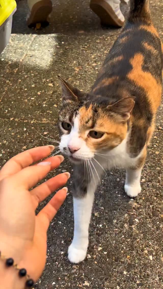 Elke dag in ons kattencafé voelt als een nieuwe aflevering 😼✨
Kom het zelf meemaken — de katten zorgen voor de show.
#kattencafe #kattenliefde #cats #alkmaar #fypnl