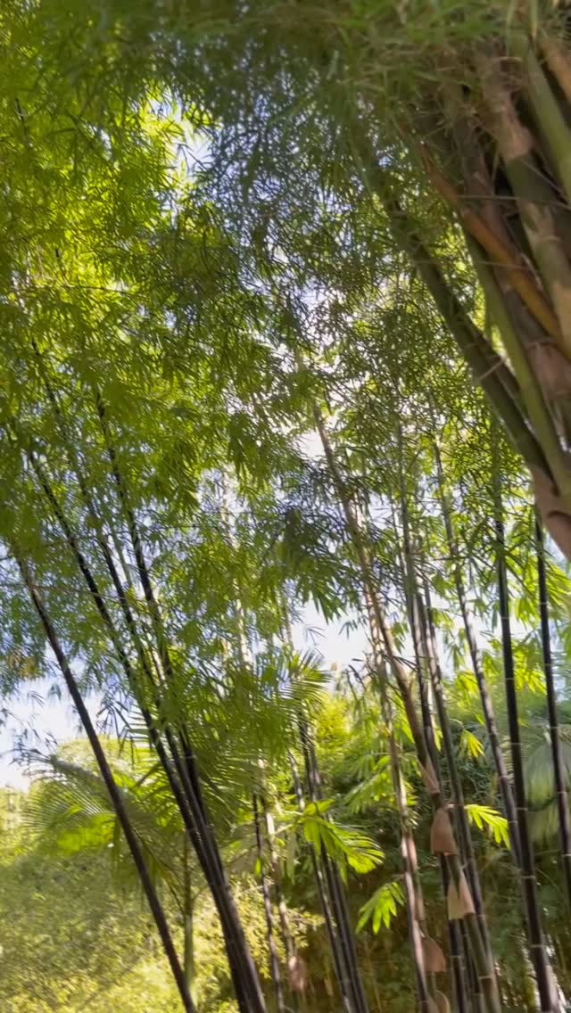 What a beautiful Saturday ☀️
A perfect day to get out in the garden. We have plenty of inspiration waiting for you 🐼🍃