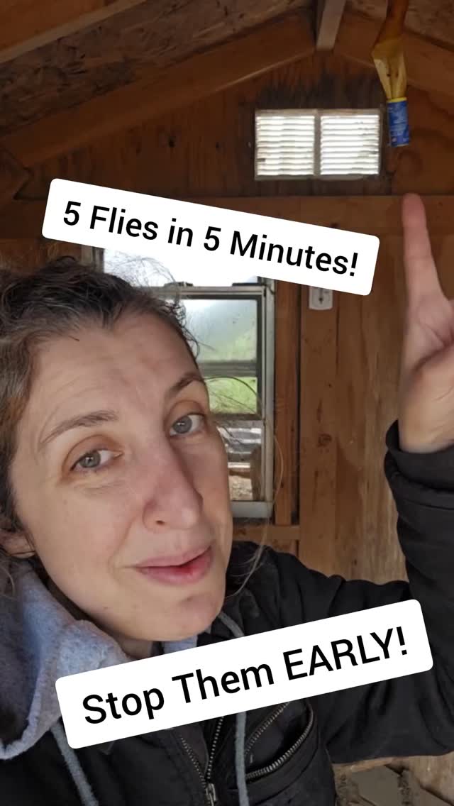 Spring coop cleaning is underway! 🧹🐔
We just hung up some sticky fly tape… and caught 5 flies in 5 minutes 😳🪰
Best tip? Get them early before they turn into a problem.
What do you use to control flies in your coop? 👇
#BackyardChickens #ChickenCoop #HomesteadLife #SpringCleaning #FlyControl
