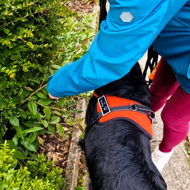 Great to be out #mantrailing in a lovely, sunny #Poynton this afternoon 😀
Four lovely teams were out. Team Raven got us started with a small leaf (still on the plant) as their scent article. Did she get it? Of course! So off she went tracking down her runner along the busy high street. We forget how much these dogs are dealing with... cars on the road swirling what scent there is, mixing it with the hundreds of other people enjoying outdoor cafe life, yet still they turn up at the runner for their reward. Great work Team Raven 👏 👍 👌
As Vinnie can be a little sensitive, we chose a route that avoided dogs sat in the pub garden and others at cafe tables, but did that stop Vinnie on his search? Nope! Vinnie's scent article was a cursory brush of the runner's scent to the instructor's hand, more than enough for him to go on. And like a pro, he worked through the busy high street and narrowed down his runner up some fire escape stairs. Great work Team Vinnie, well done 👏 ✔️ 👍
Team Ellie were back for their second session. Ellie has a great nose and by their second trail we removed scent enhancements and gave her a couple of junctions to work through. Brilliant work, she confidently approached her runner which, as she wasn't too hungry, was all she really wanted to do! A great milestone for this team. Well done Team Ellie 👏 👍 🙌
Oz is a working line german shepherd and needs to find a job to keep his active mind and sense of purpose fulfilled. It was a pleasure to introduce this team to trailing, and Oz showed us what a great nose he has. From the start this lad got his nose down and on the runner's scent. All we can say is, he wouldn't seem out of place in pursuit of a suspect! A great start from Team Oz, well done 👏 ✔️ 👍
We're out in #Macclesfield Tuesday night! Trailing is great for tiring dogs as they solve puzzles using scent. It is super inclusive and on-lead.
Learn more at www.dogtrailing.co.uk