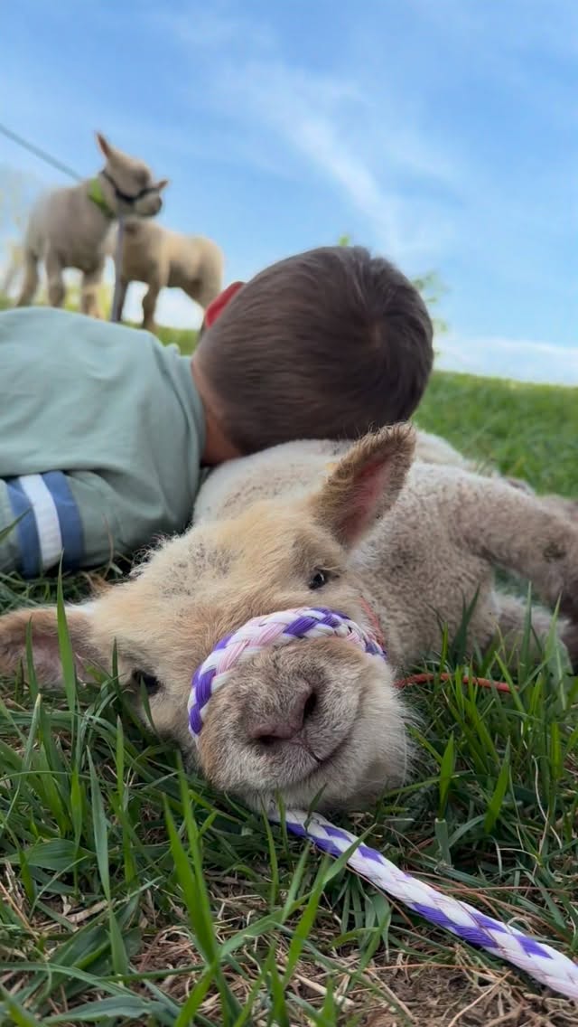 Halter training is exhausting apparently. But gosh, isn’t that smiling face the cutest?! 🐑🤎🥹
#farm #homestead #sheep #babydollsheep
