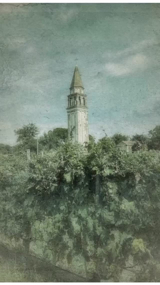 Long ago and far away, I dreamt of an island, filled with forgotten grapes.
Venice. A dream within a dream.
The lost grape of Venice.
Dorona survived floodwaters, near extinction, salt, time, and history itself. Still growing in the lagoon, still stubborn, still golden.
I kept thinking about what life must have felt like then — damp stone, church bells, candlelight, silk skirts brushing vineyard paths, women in embroidered gowns watching boats drift through the canals.
My interpretation of Dorona became part vineyard ghost story, part Venetian, part faded portrait discovered in an old palazzo.
Some grapes are made for headlines. Others become legends quietly.
New blog post. 👆🏻link in bio.
@venissa_tenuta where the grapes live and the winery that brings them to life.
#Dorona #Venice #VenetianWine #indigenousgrapes