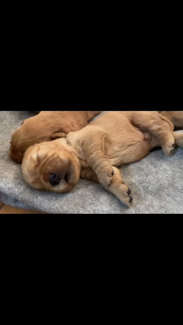 ✨✨✨❤️ #cuccioligoldenretriever #goldenamericano #allevamentogoldenretriever