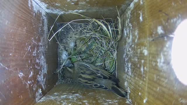 Sometimes the soft furnishings look perfect in the shop, but when you bring them home, they just don’t look right!
This Sparrow pair at #YewView, in Worcestershire, have spent a week being nesting materials in and then taking them out! I have a feeling it is their first time…… 😍