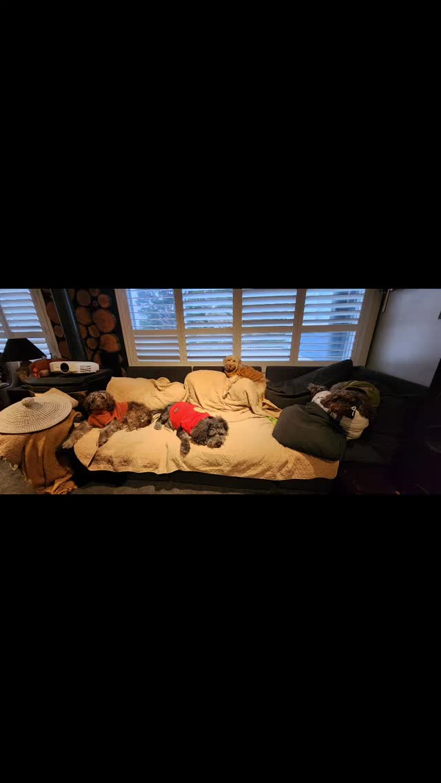 Been a lovely day today, looks like rain but isn't... a little cold...the dogs are just chilling... but keeping warm in their fleece snugs. Hope your enjoying your weekend whatever your doing.
#bluemountainsnsw #labradoodle #dogfleece #doglover #dogjumper