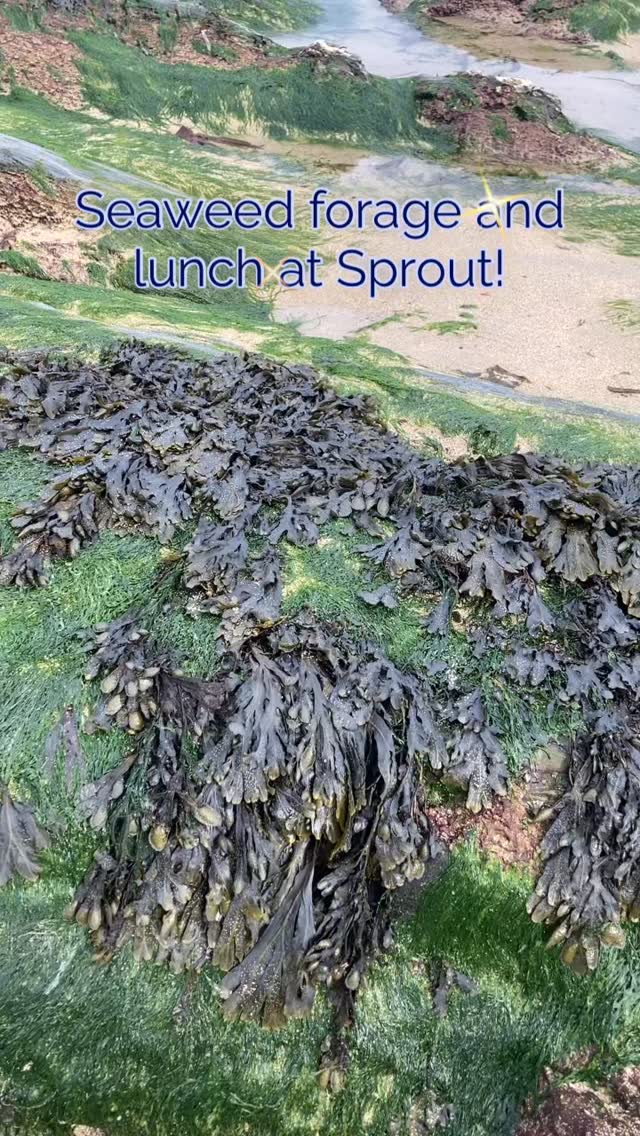 Join me this Sunday 19th April to explore seaweeds and everything coastal with @sprouthealthfoods followed by a foraged feast back at the cafe!
Do you want to know what species are edible, how to sustainably forage and what to do with your finds?
We will be heading to the harbour to explore at low tide, learning how to identify plants and seaweeds, and sharing folklore as well as delicious recipes to try. Copy the link to book your place!
https://luma.com/cln5fb4h
#cornwall #foraging #wildfood #getoutside #plants