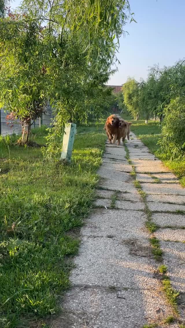 🥁🎶 I GENITORI DELLA NOSTRA PROSSIMA CUCCIOLATA - GOLDEN RETRIEVER LINEA AMERICANA 🐾🇺🇸‼️…pronti a settembre 😎🥰❤️💪🏻…ps. Si chiamano Jaguar&Hunger 😍🔥🐾 #goldenretriever #goldenretrievermilano #allevamentogoldenretriever