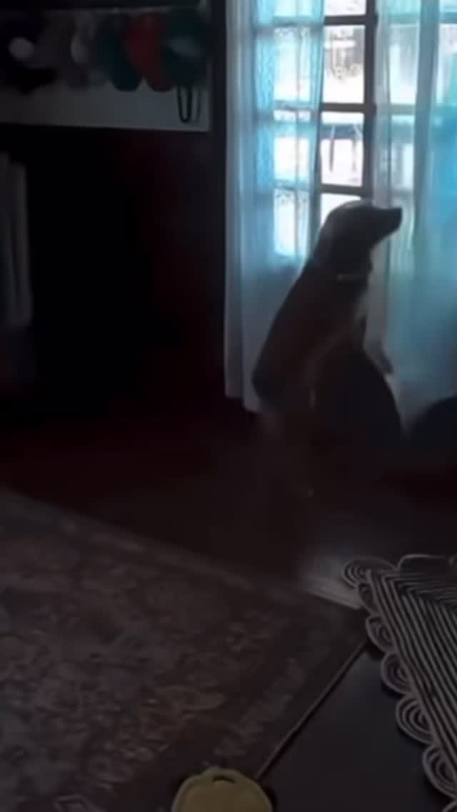 Astronaut Christina Kosh’s dog was so excited she returned from circling the moon. 🌕