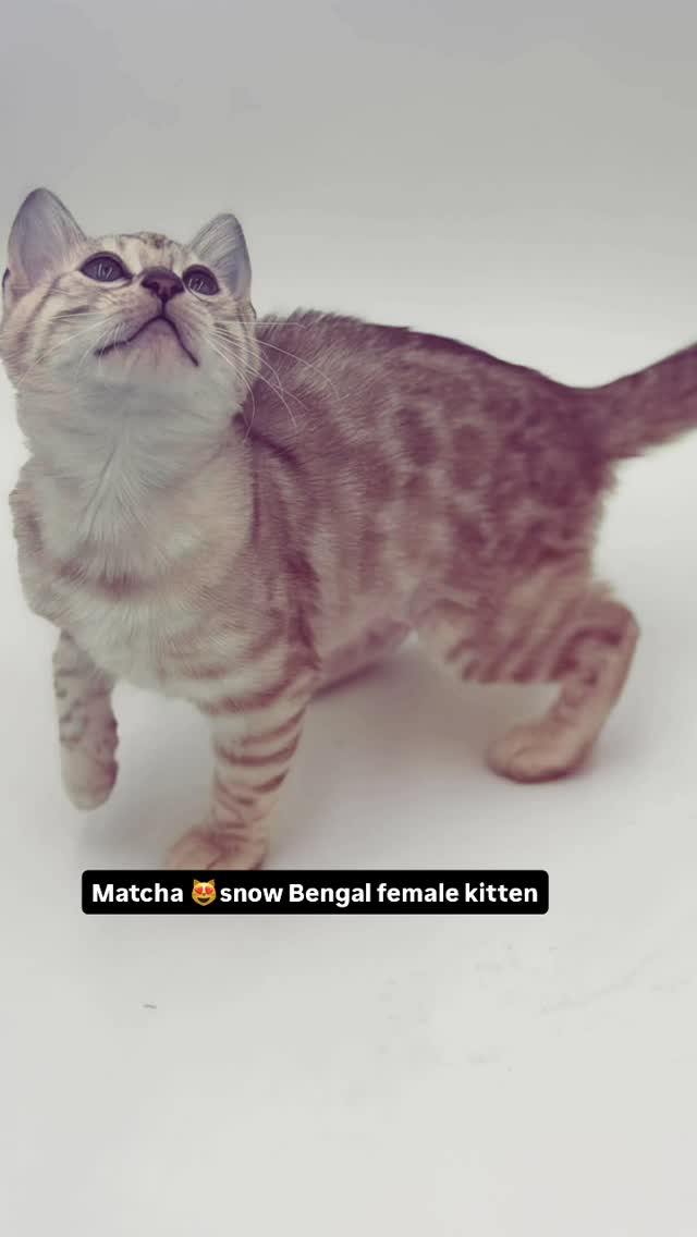 Matcha is available 😻 message us for details 🐆#bengal #bengalkitten #cats #fyp #bengalcats