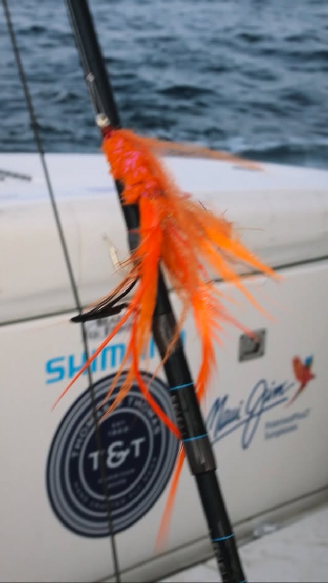 Dusting off the @thomasandthomasflyrods and gearing up for a wild couple months. If you’ve been thinking about a fly trip, now’s the time we have some prime dates still available. #jaxcharters #capecod #flyfishing #stipedbassfishing #thomasandthomasflyrods