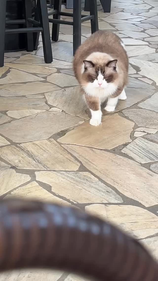 Meu RAG Bom dia! ☕️
#blumenkatzen #ragdoll #familiablumenkatzen #bom-dia