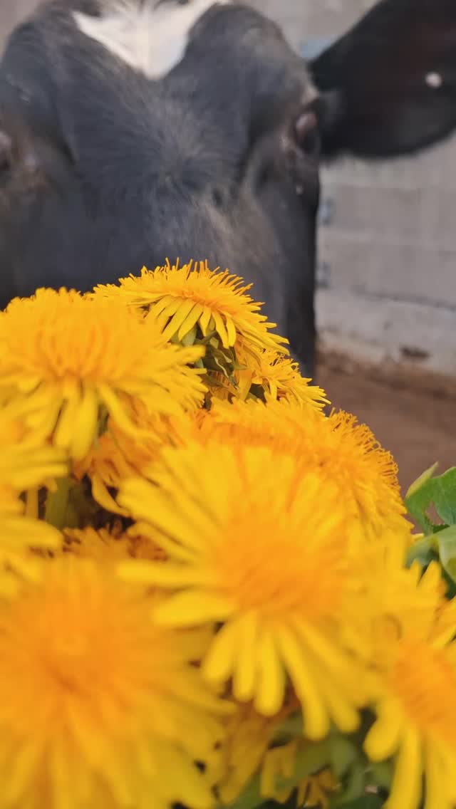 Funny 💕
2. Geburtstag 🥳✌🏻🌻
Ihr erster Geburtstag bei uns und zur Feier des Tages gab es nicht nur einen Blumenstrauß 🙂
Sie hat sich so sehr darüber gefreut, dass wir gar nicht aufhören konnten ihr Blumen zu pflücken.
Auf noch viele weitere Geburtstage und Blumige Momente 🌻🌸💕
#tierliebe #lebenshof #hofmomente
#löwenzahn #geburtstag