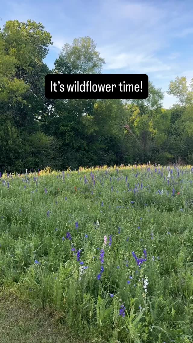 All the flowers are blooming after the rain last week!! Come visit the famous Richardson wildflowers while they last.
Link in bio!
#richardsonphotographer #texaswildflowers #wildflowers #dallasphotography #minis