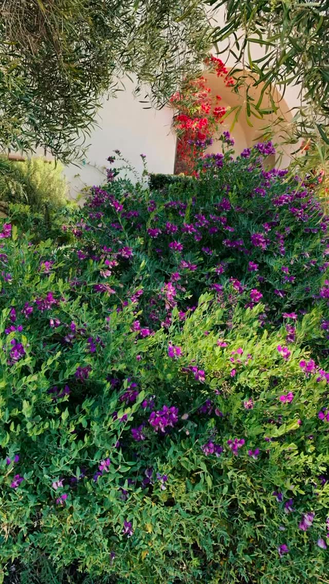 Where design meets nature… effortlessly 🌿
From sculptural succulents to vibrant seasonal blooms, every detail is thoughtfully curated to bring life, texture, and timeless beauty into your space.
This is more than landscaping, it’s living art, designed to evolve, flourish, and elevate every corner it touches.
At Plantology Plants & More, we believe your outdoor space should feel like a private escape, refined, intentional, and undeniably stunning.
Let your environment speak before you do. ✨
#Plantology #LuxuryLandscaping #GardenDesign #OutdoorLiving #CaliforniaGardens