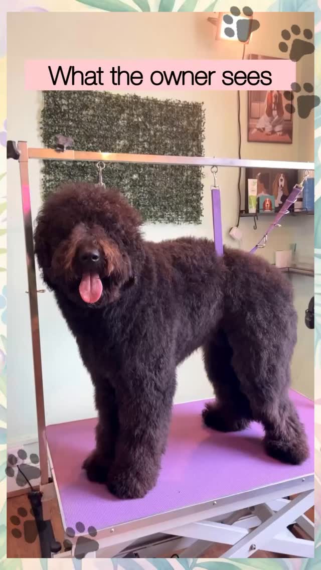 At Knine Dog Studio, we don’t judge — we listen. 🐾
Every pet is different, and we’re here to share our knowledge so you can make the best choices for your dog. At the end of the day, we both want the same thing: a happy, healthy pup.
One of our most important policies is matting. If your dog’s coat is severely matted, we won’t brush it out — not because we’re lazy, but because your dog’s welfare always comes first. Brushing out tight matting can be painful and stressful, and that’s something we won’t put your pet through.
The safest and kindest solution is to clip it off. And don’t worry — hair always grows back! Once it does, we can work together to keep your dog’s coat in great condition and get them back on track with a regular grooming routine ✂️
Our goal is simple: keep your dog comfortable, cared for, and looking their best 🤍
#KnineDogStudio #DogGrooming #PetCare #DogHealth #cotswold