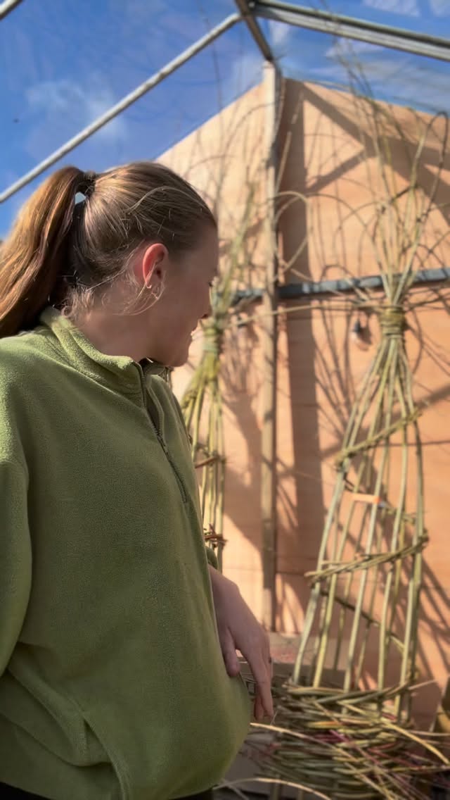 Beautiful, natural and homegrown willow obelisks #nantwich #canalsidegardencentre #cheshirelife #cafe