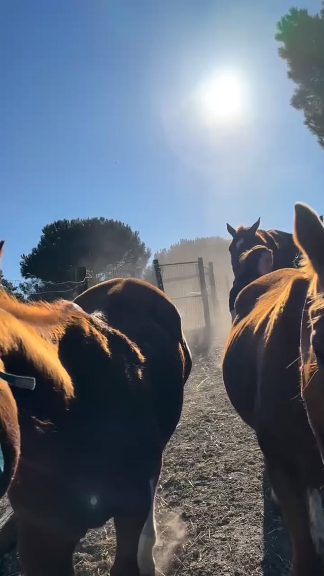 Unplug from everyday life – and ride out in nature 🤩
We rescue horses that, due to changing circumstances, are no longer receiving the care they need and give them a second chance at our place.
Just 35 minutes from Lisbon, a completely different world is waiting for you. Leave the city behind and step into calm, space, and nature ✨
This is not about rushing – it’s about breathing again.
Ride along the Atlantic coast, through sand dunes and open landscapes, with the ocean by your side ☀️
Our experiences with our rescue horses:
🌾 Sand Dune Rides – for all levels
🌅 Sunset Rides – peaceful rides along the coast
🐎 Adventure Rides – for experienced riders who want to gallop
🌕 Full Moon Rides – a unique experience for advanced riders
📅 Next Full Moon Rides: April 29th & 30th, May 1st
All details & booking: litshorses.com
Step out of your mind – and into the moment 🤍