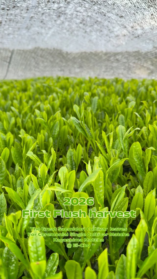 The Great Saemidori Cultivar leaves,For Ceremonial Single Cultivar Matcha @ Ei-Cho
KAGOSHIMA MATCHA GREEN TEA Available @kabaseicha
Please Always DM Us For your Orders
Email: info@kabaseicha.com
@ Ei-Cho Green tea city
#Eichokamibeppu
KAGOSHIMA MATCHA - 鹿児島抹茶
KAGOSHIMA CHA - 鹿児島茶