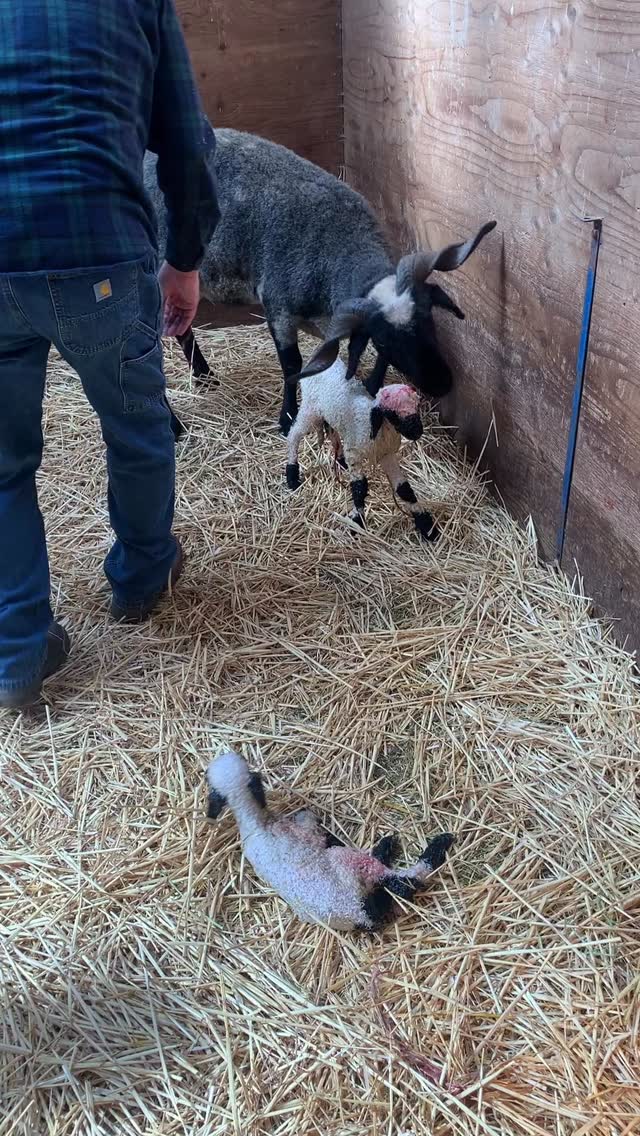 Valais sheep really do make amazing, docile mothers 💕 Just look at how aware of her horns she is, navigating carefully so as not to hit her babies or Ken.
Collecting colostrum can be hard, but this Spiti ewe makes it look so easy! Ken stepped in to help administer the colostrum in this case because the little lamb was having some difficulty standing up. In most cases, the lambs are able to get the colostrum on their own without help, feeding from their mamas soon after birth.
The antibodies of colostrum and iodine on the navels are the most important steps after birth, so we have cameras set up ensure it gets done if we aren’t around to witness it ourselves. Second after that is getting out of the way so everyone can bond. You don’t want too much of your human scent on the lambs (notice how Ken uses the towel–it’s not just for cleaning).
Visit our blog to read a more detailed write up on why colostrum is vital for the survival of lambs and when that window of time closes.
Even with a little help from Ken, this ewe makes an amazing mama 💕 Not to mention she’s a Spiti who threw two PERFECTLY marked lambs! 😍
#lambingseason #lambs #valaisblacknosesheep #cutestsheepintheworld #colostrum
