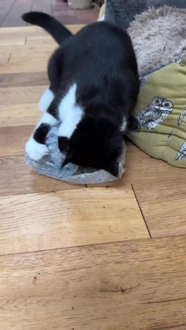 The latest craze is carrying stuff around….. all sorts of things…. Socks, paper, packaging…….
Current favourite is this roll of bubble wrap!
These two are endless entertainment! 🤣
#myrtleandjuniper