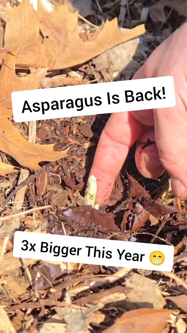 We planted asparagus last year, and it’s finally popping back up this spring! 🌱
Three spears are already coming up… and they’re about three times thicker than last season. This is the first time they actually look edible 😅
We’re pumped to grow our own asparagus… but let’s be honest, three spears probably won’t feed this family.
We may need to plant a lot more!
How much asparagus do you grow for a family? Drop your advice below 👇
#SimpleGroundedLife #Asparagus #GardenUpdate #HomesteadLife #PerennialGarden