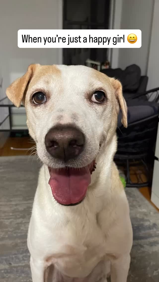 Maddison is such a happy girl who loves her toys, going on walks around the city, and cuddles đĽ°
If youâre looking for a petsitter or dog walker in NYC who will care for your pets like their own, Iâve got you covered!
For booking/inquiries, email me at hailey@nycpetadventures.com đž
#nycpetsitter #dogsofnyc #cutedog #happydog #dogsofinstagram