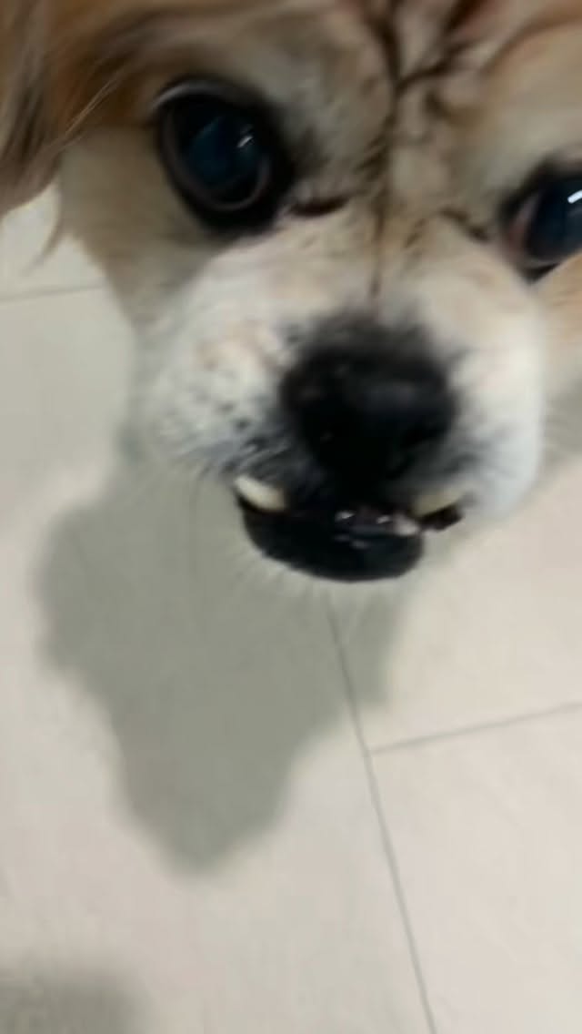 Can’t get enough of Bo’s underbite. #underbite #pekingese