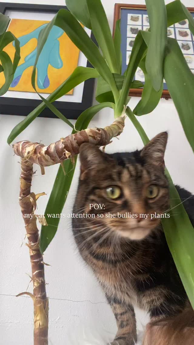 There’ll be signs 😂
#catscatscats #catsoninstagram