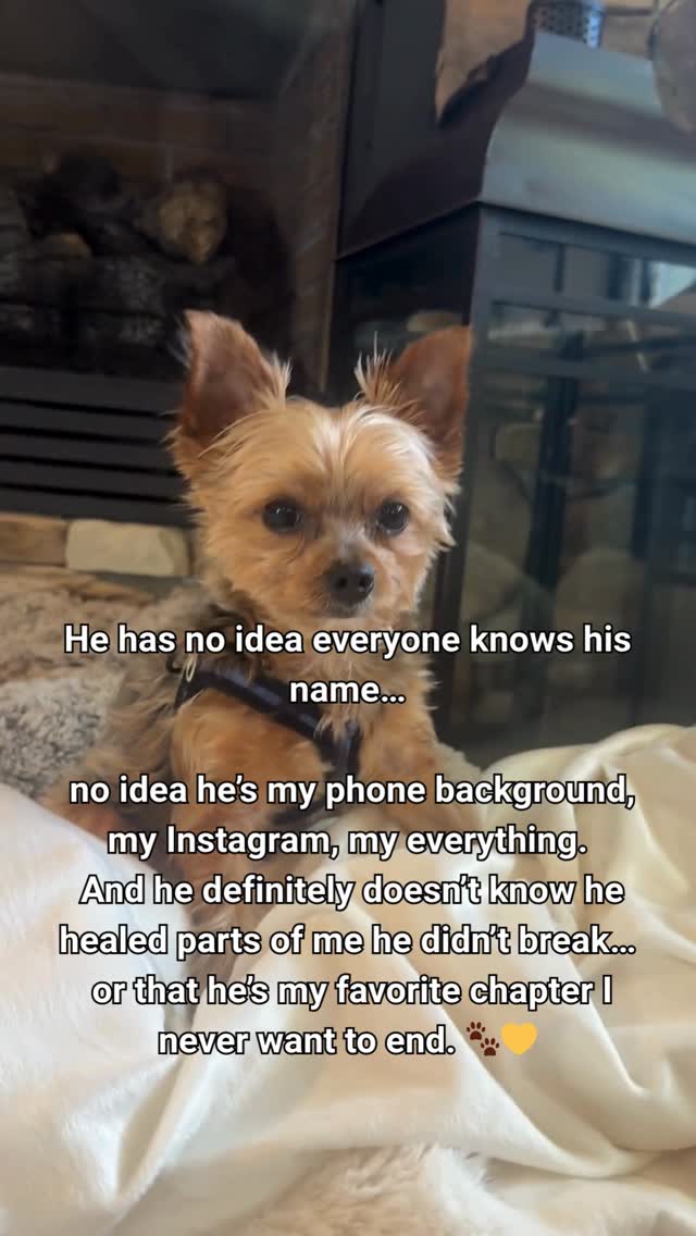 I didn’t expect something this small to change something this big… 🐾
There’s a quiet kind of healing that doesn’t ask permission.
It just shows up… sits beside you… and somehow makes everything feel lighter again.
This is the kind of moment that reminds me why I write what I write.
Not the loud parts—
the real ones.
👇 Tell me… has an animal ever changed your life in a way you didn’t see coming?
#ReneeRuthMusic #DogLoveStories #YorkieLife #EmotionalHealing #PetConnection
