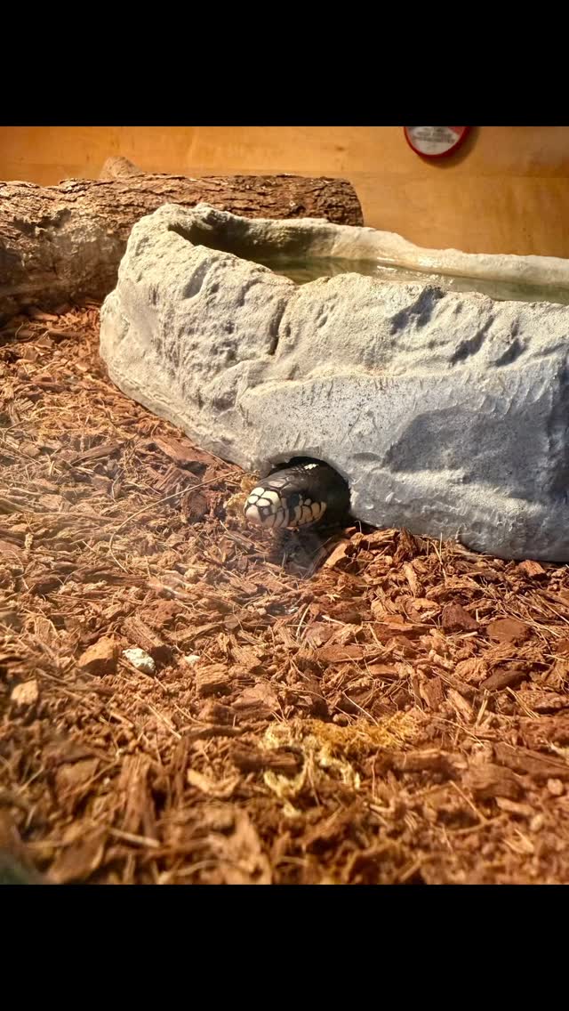 Oreo, our CA King snake ambassador, has a question he’s sssssssuper excited to ask you! It’s very important #WERC and even came out of his favorite relaxation spot to ask! 🐍 #wercmh #wildliferescue #spring #californiakingsnake