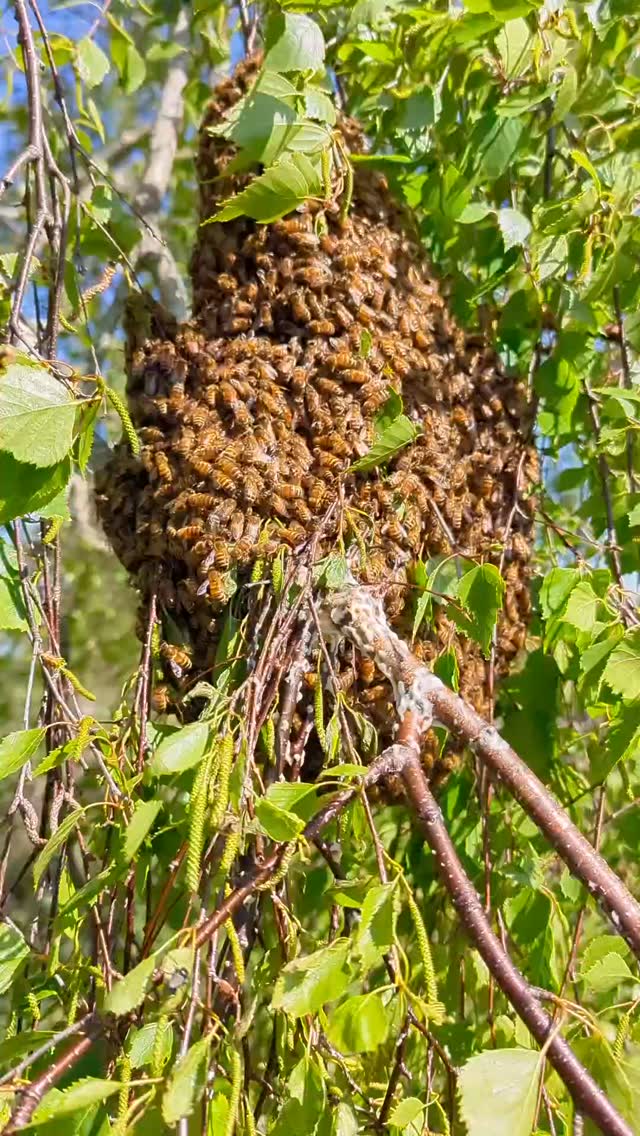 A nice and easy swarm collection from this tree.
#honeybeeswarm #swarm #beeswarm #countryside #beekeeping #beekeepinghowto