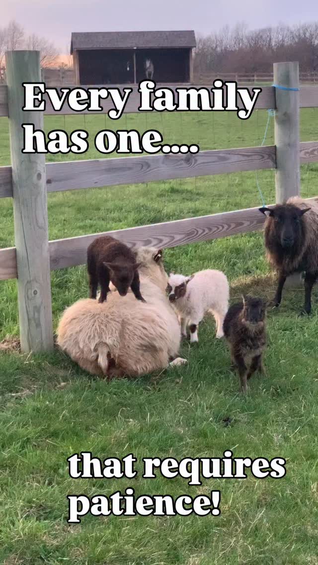 No flock works without good mothers, they’re the literal backbone of everything. This time of year I’m amazed by the variety of mothering styles out in the pasture.
You have Turquoise who has a daughter who never leaves her side. They stay to themselves & are cuddled together most of the time.
Then there’s Katniss who is efficient, with a massive milk supply. She mothers like a General who doesn’t deviate & never pretended to be a nurturer. If her lambs fall behind, she doesn’t stop.
Maya is an attentive mother until food arrives & then all bets are off until she’s full.
Blueberry had a traumatic early life. She’s flighty & nervous so she mothers away from the flock, keeping her lambs from joining.
Jezebel is the matriarch with multiple daughters in the flock so she’ll be surrounded by mothers & lambs. A content group lounging in the sun.
The list goes on & on, but Valentines gets the super mom award!
Not only does she have triplets, but the one born smallest usually stays the smallest, yet Valentina is catching him up. I spent some time sitting in the pasture to watch & I understand why.
It’s all patience! My ewes have enough milk for triplets, but unlike most mothers who will stand to nurse two lambs & then want to move when they’re satiated (what they’re typically used to with twins). Valentina patiently stands for the third to drink. It’s highly unusual to see a ewe nurse for this long length of time.
It looks exhausting, but I’m certain this is the key difference between triplet mothers I’ve seen in the past. We’ve had nine sets in the last four years & Valentina is a sweetheart stand out. Temperament & mothering style are so important to a productive, happy flock. I can’t overstate it.
#icelandicsheep #ewe #tripletmom #homesteadlife #lambs