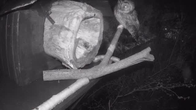 I wish I could talk tawny owl!!!
Some serious owl conversations going on!
These two are definitely considering a late attempt at breeding again.
Back at the barn owl box, there were discussions and some substrate testing inside…. Could this be a real possibility? 🤞🤞🦉🦉