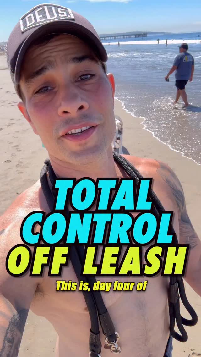 For training in Los Angeles 👆hit me up. To learn how we introduce the e- collar safely, check out my other vids. Sophie is an 11 month old rescue dog I’ve been training for a few months. By the time she’s a year old, she’ll be able to shoot and edit these vids herself and give us all crypto trading advice. #dogs #dogtraining #doggo #rescuedogs