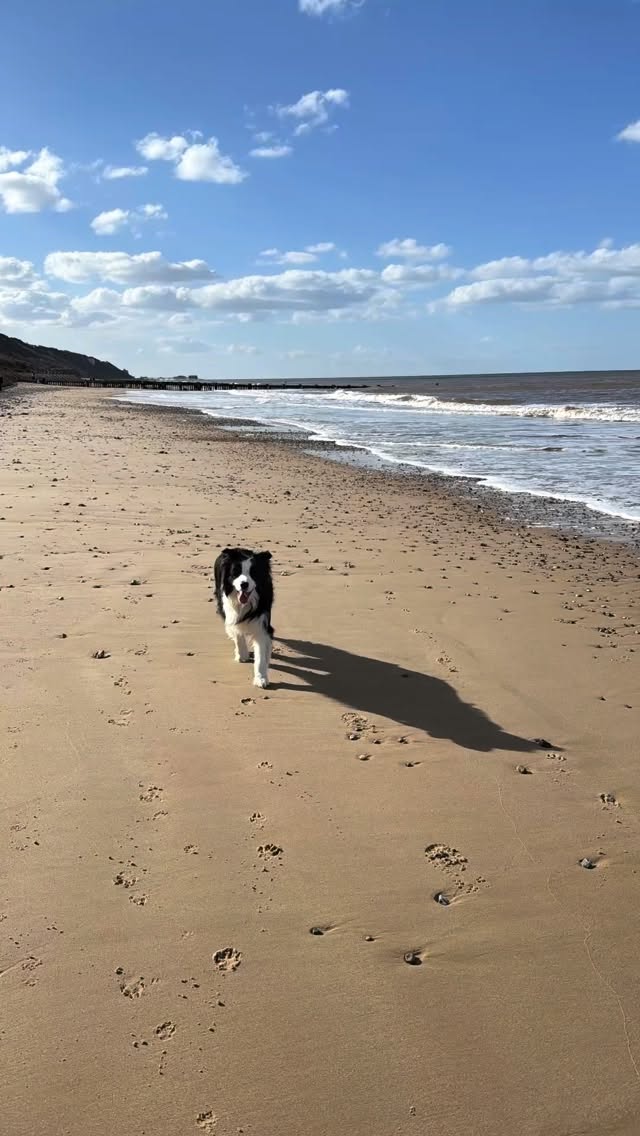 One of their favourite places 🐶🥰
#beach #happydogs #cromer #norfolk #jackcambjrt