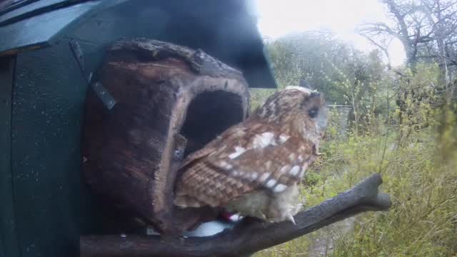 Seren was back at the barn owl box at 6am. Today she has stayed in the box!
It is live streaming on my YouTube channel if you’d like to take a look!!!
I really hope she is b going to attempt to breed again! 🤞🤞🦉🦉🥚🥚