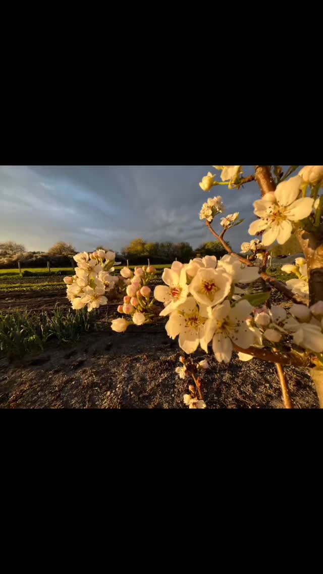 Die Bäume blühen so schön und wir legen die Beete wieder an. Seit heute haben wir fünf neue Hühner. Araucanas und ein Blumenhuhn. Falls ihr die neuen und unsere Schmusehühner live erleben wollt, kommt doch zum Aktionstag am Samstag! #hühnerliebe #tagderoffenentuer #taunus #blühten