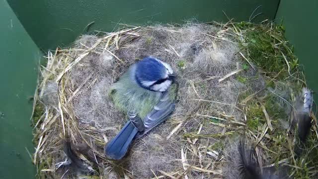 Such a beautiful, cosy nest!
And we have 11 eggs today!!