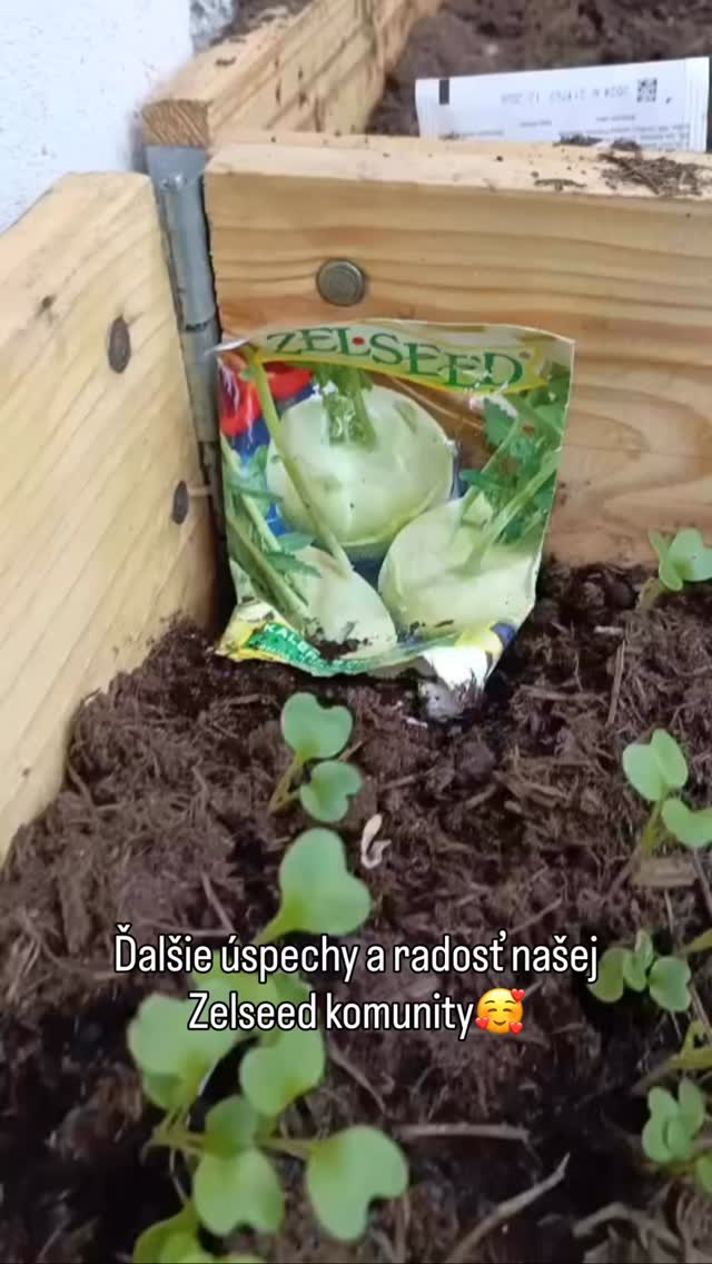 Vaša radosť z úrody je pre nás v Zelseed tou najväčšou odmenou. 🌱
Pozrite sa spolu s nami, ako sa darí našej pestovateľskej komunite! Každý deň nám posielate fotky a videá vašich záhonov, kde sa už zelená prvá jarná zelenina, silnejú priesady a klíčia semienka, ktoré ste si u nás vybrali.
Pre nás v Zelseed to nie sú len čísla v e-shope. Sú to živé záhrady, plné špajze a radosť z poctivej domácej chuti. Už 30 rokov nás spája láska k zemi a sme hrdí, že môžeme byť súčasťou vašich záhradkárskych úspechov.
Ďakujeme, že vkladáte dôveru do našich osív. Práve vaša spokojnosť potvrdzuje, že tradícia a kvalita majú v slovenskej záhrade stále svoje miesto.
Ešte stále nie je neskoro pridať sa k nám! Ak hľadáte osivá na aprílovú sejbu, všetko potrebné nájdete u nás na e-shope:
👉 www.zelseed.sk
Pestovaniu zdar! 💚