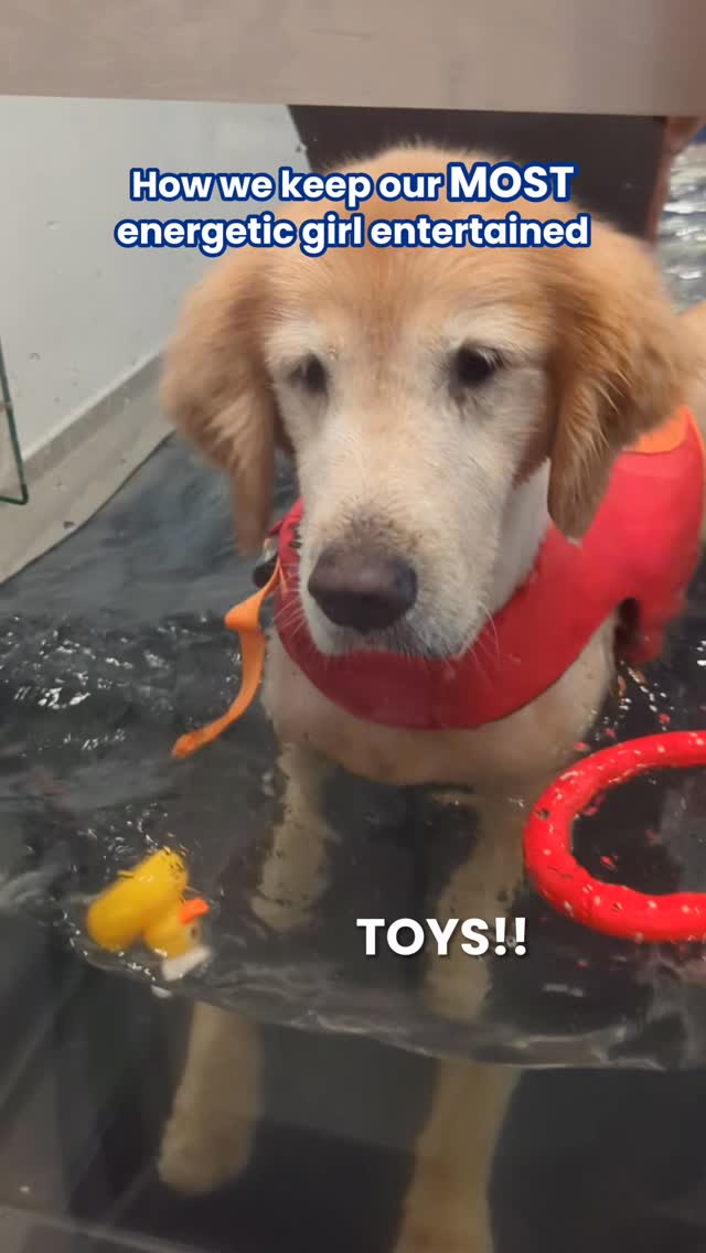 Our cutest most PLAYFUL girl 🐶 Her toys keep her so entertained during hydrotherapy, look at her go ‼️
📍57 Jalan Tua Kong