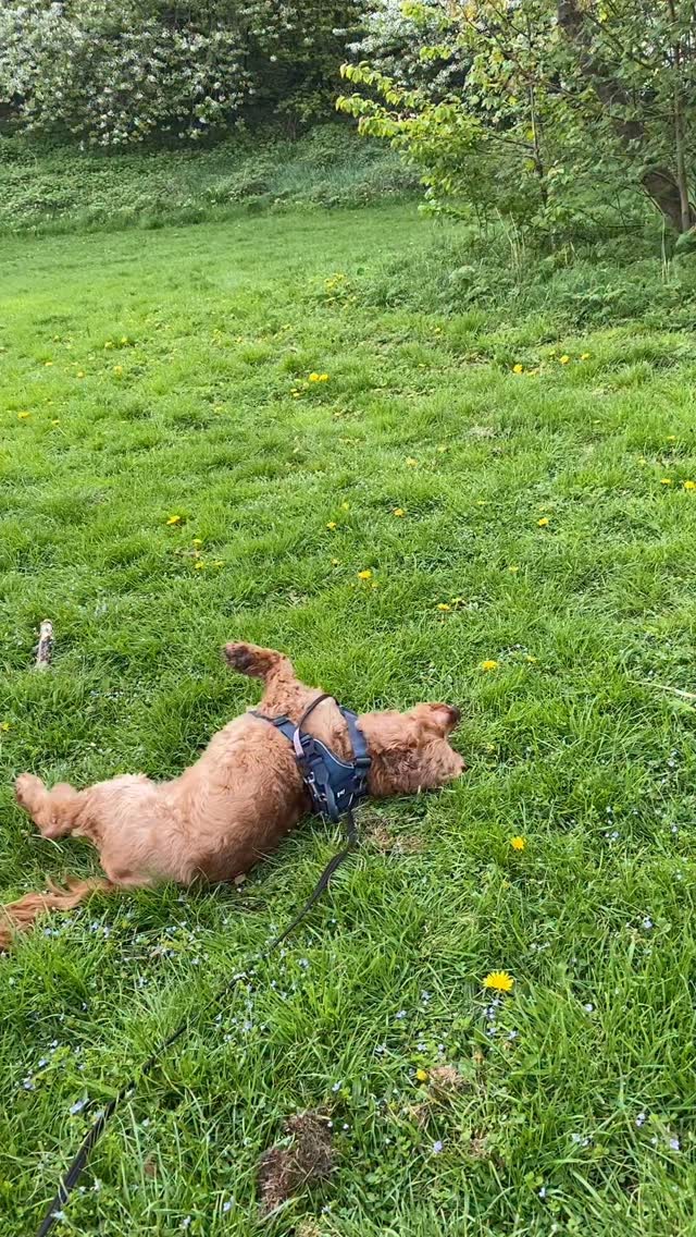 the TIMING is always ✨ impeccable ✨
#cockerspaniels #dogsofinstagram #dogreel