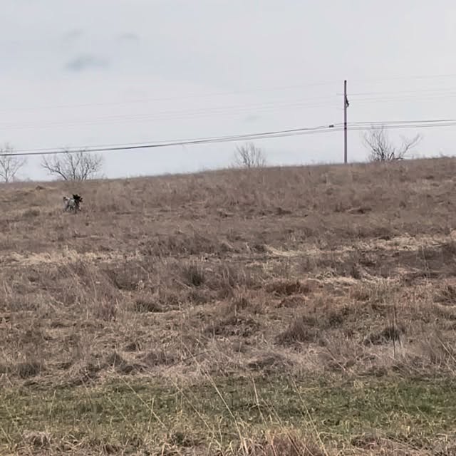 This time of year we stay away from grouse and woodcock covers while they nest and raise young. We’ll go back to covers in late August to scout for the coming season. In the meantime the girls will get some work on the training grounds to keep them sharp over the summer. They love their jobs.
#birddog #conservation #englishsetters