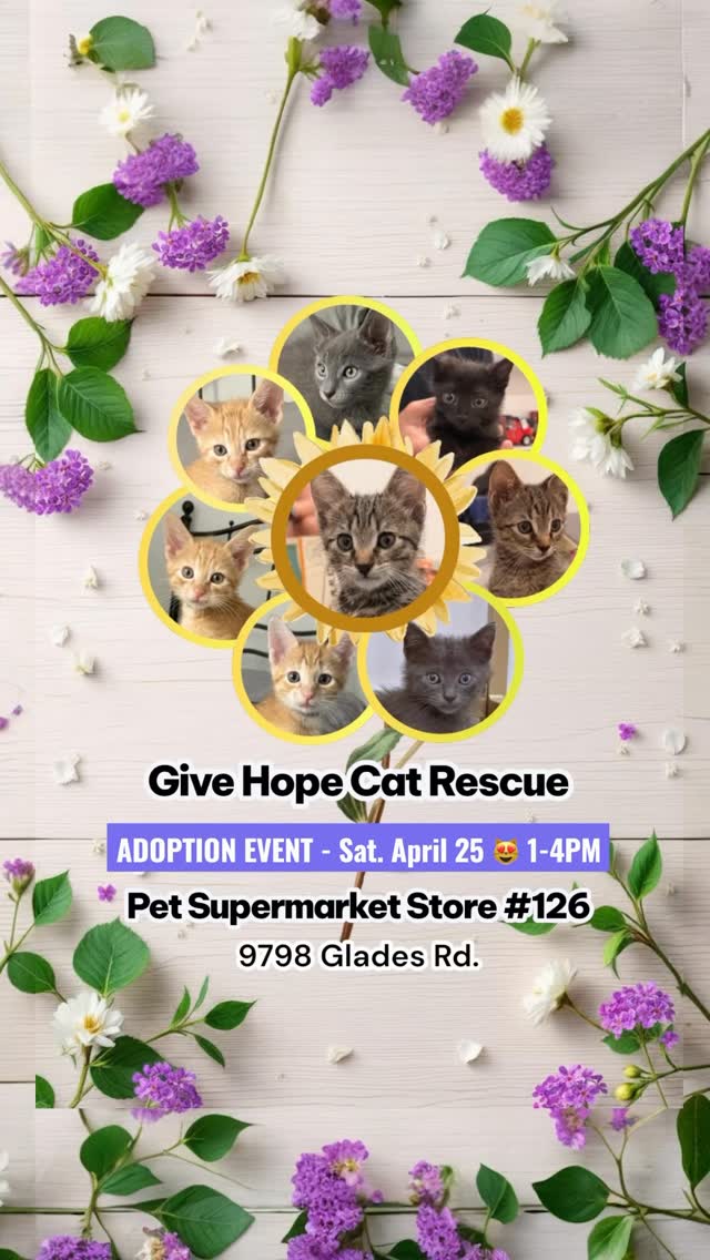 🌻 🐈Tiny paws, big hearts, and a whole lot of love waiting for you.
These little faces are more than cute… they’re looking for a home, a couch to nap on, and someone to call their forever person.
Come meet them in person and see which one chooses you 🐾💛
Trust us… it only takes one look.
Pet Supermarket Store #126
📍9798 Glades Rd, Boca Raton, FL 33434
🕐 1–4 PM
💜 click link in bio to see our kittens for adoption!
🎁 FREE GOODIE BAGS
⸻
#adoptdontshop #rescuekittens #foreverhome #catadoption