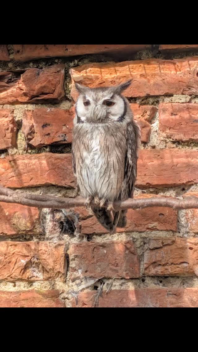 Some beau-hoo-tiful feathered friends made today at the Scottish Owl Centre 🦉♥️
-
-
#Owl