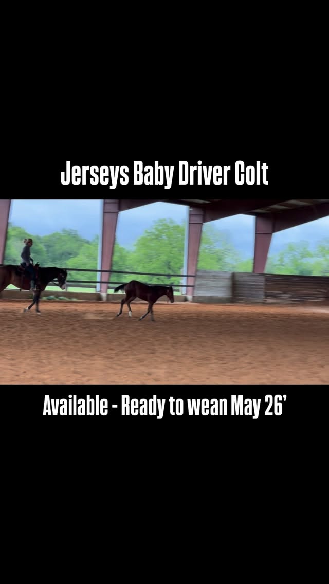 ๐ This @jerseysbabydriver colt said hold my ๐บ and watch we lope around!
A January 2026 Colt that is out of a money earning daughter of Spooks Gotta Gun. 2nd dam is a money earning daugther of Easy Otie Whiz.
He is gentle. Halter broke. Kind. And clearly has all the raw talent and movement you want to see in one his age.
Ready to go in May. He is priced to move due to ownerโs impending move. Someone is going to get a fancy one for a great price point. We have heard nothing but positive feedback from trainers about his first 2 year olds under saddle.
Location: Harker Heights, Texas
Call or Text: 979.820.3880 will not reply to comments
#horsesofinstagram #reining #aqha #horselove #nrbc