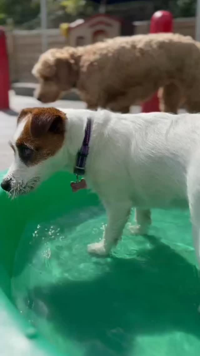 Enjoying splashing in the pool at Doggy Daycare π β€οΈ